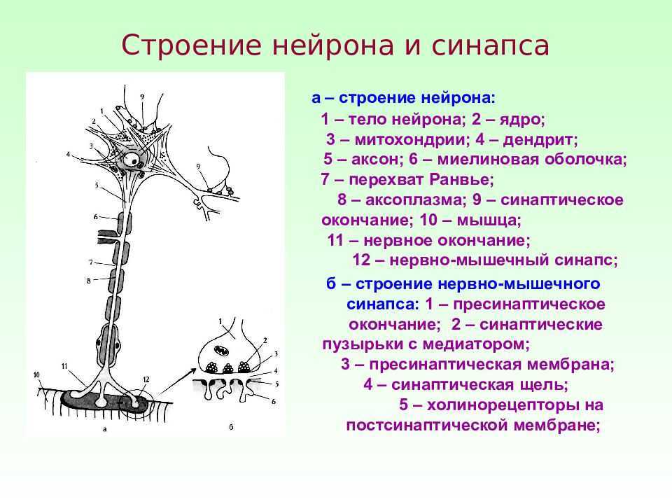 Схема строения межнейронного синапса