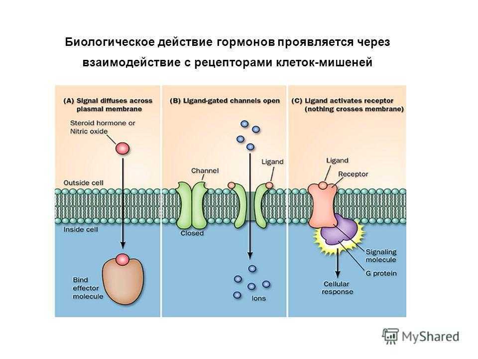 Схема работы гормонов