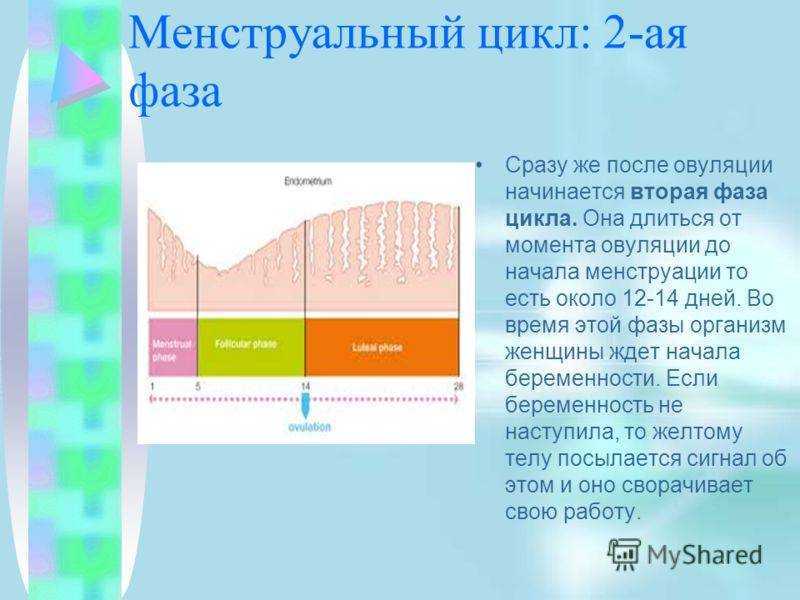Месячный цикл после 40 лет