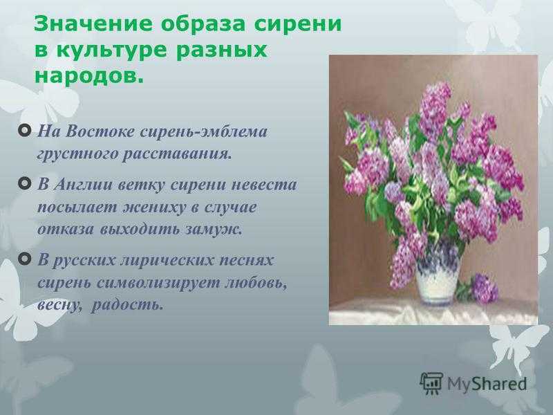 Цвети значение слова. Что означает сирень на языке цветов. Цветы сирени символ чего.