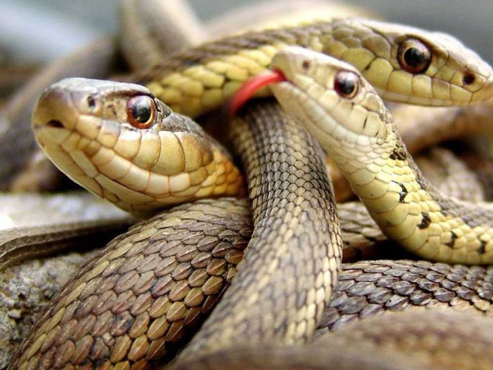 Как расшифровать сон о желтой змее — 40 значений