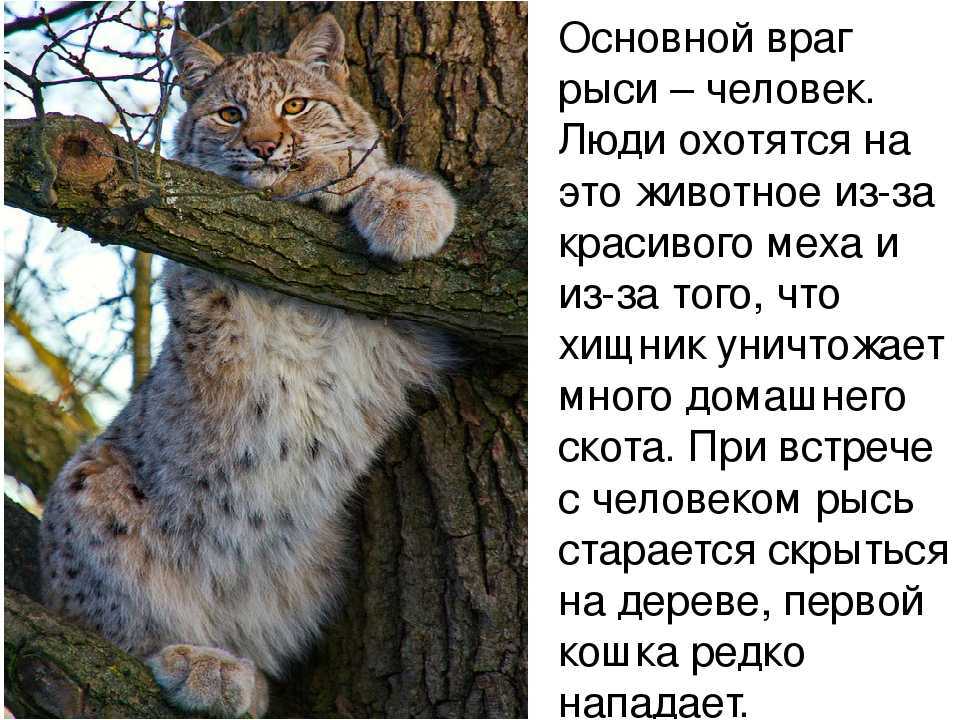 Презентация кошка и рысь