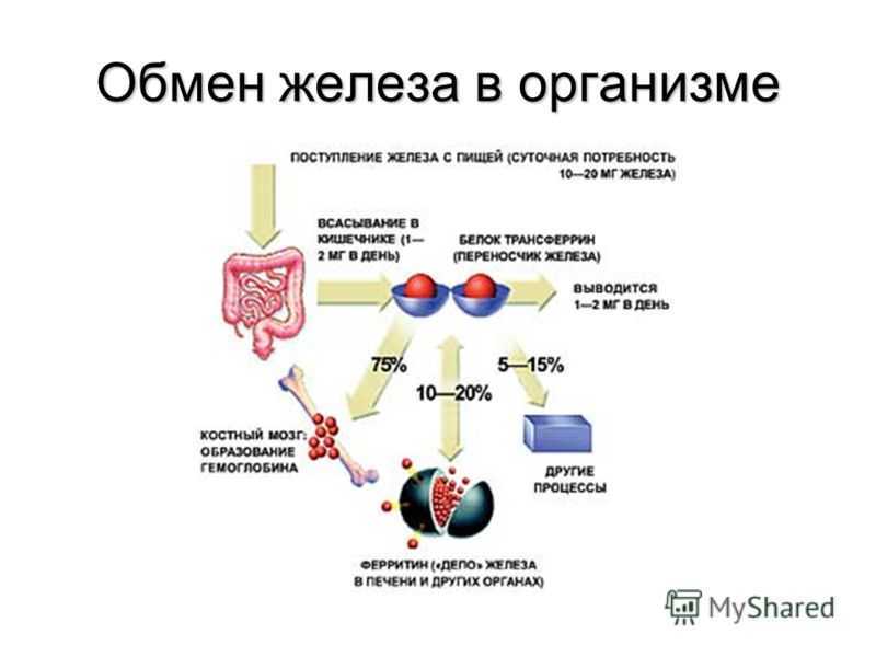 Анализ крови на гемоглобин: норма, низкий и высокий гемоглобин, расшифровка