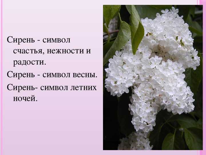 К чему снится сирень: цветущая, сиреневая, белая