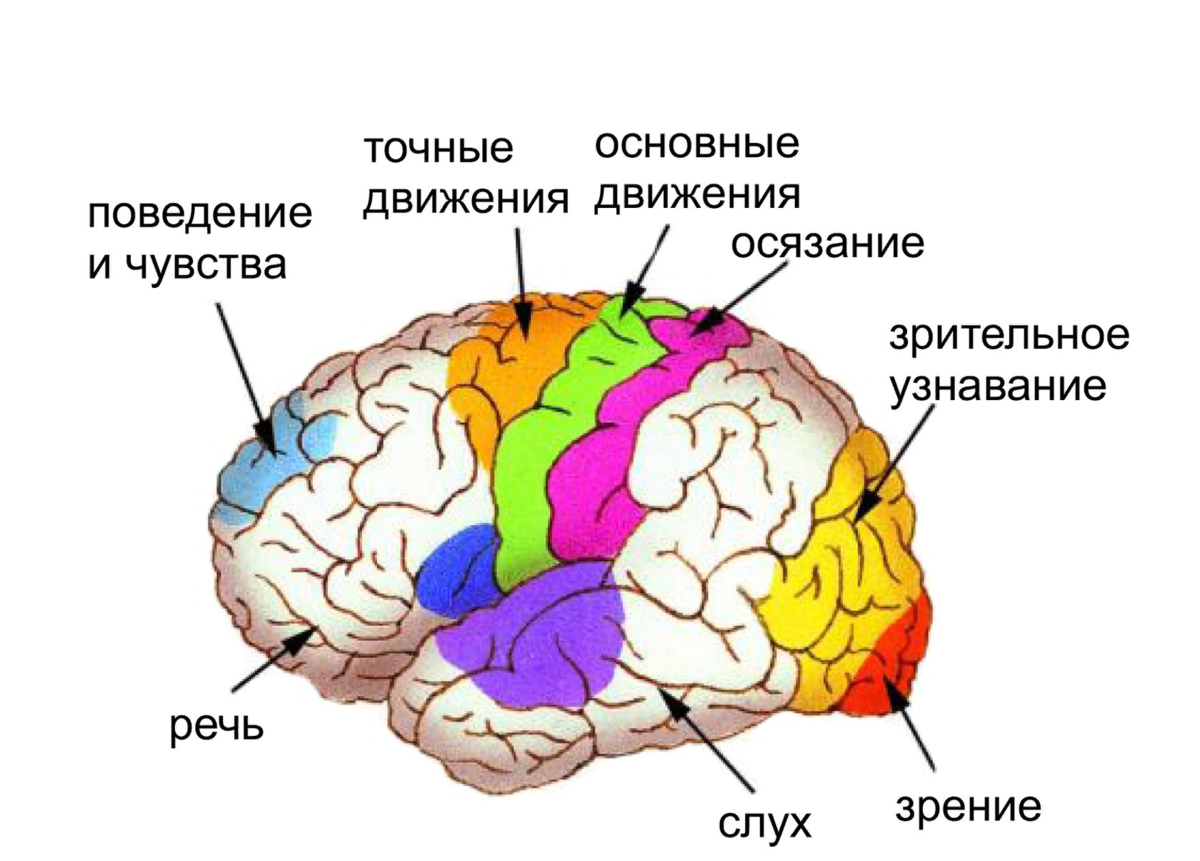 Кора головного мозга схема