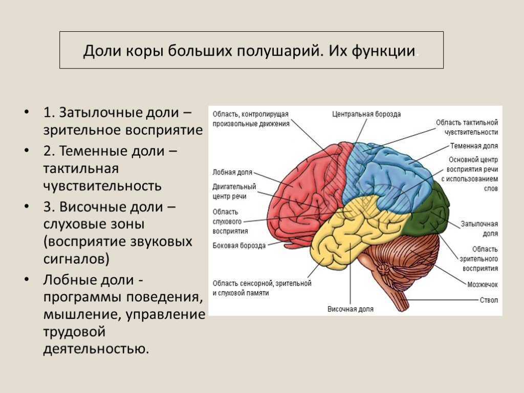 Как устроен мозг человека