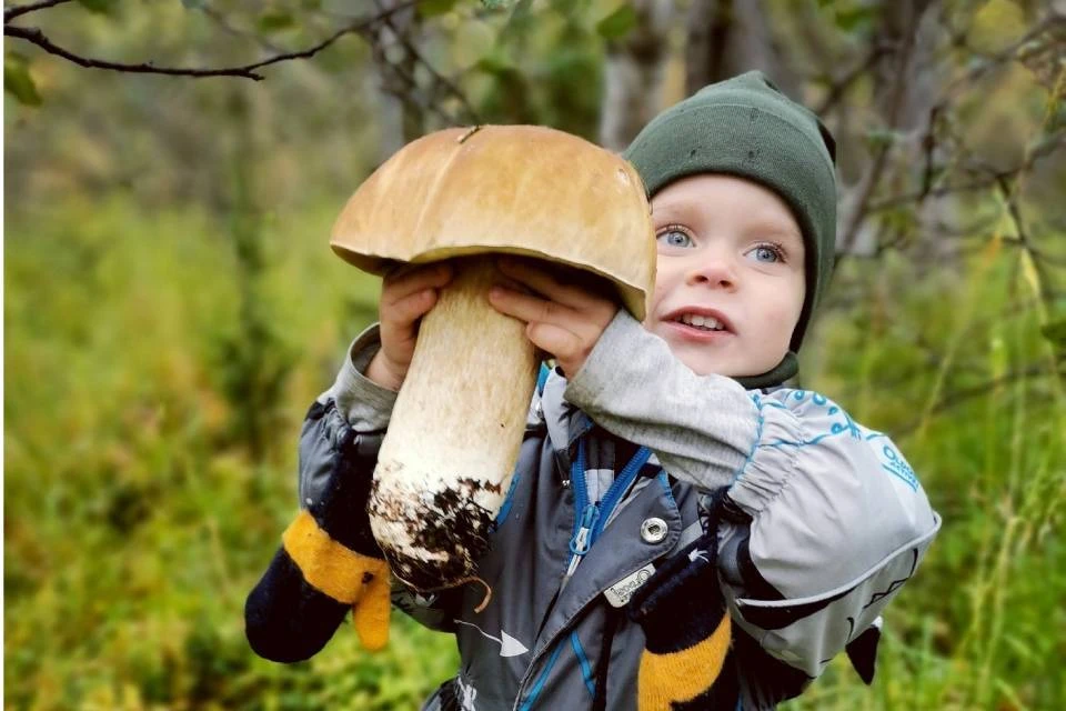 Сон собирать белые грибы в лесу женщине. Грибы в лесу. Мальчик с грибами. Мальчик нашел гриб. Огромный белый гриб.