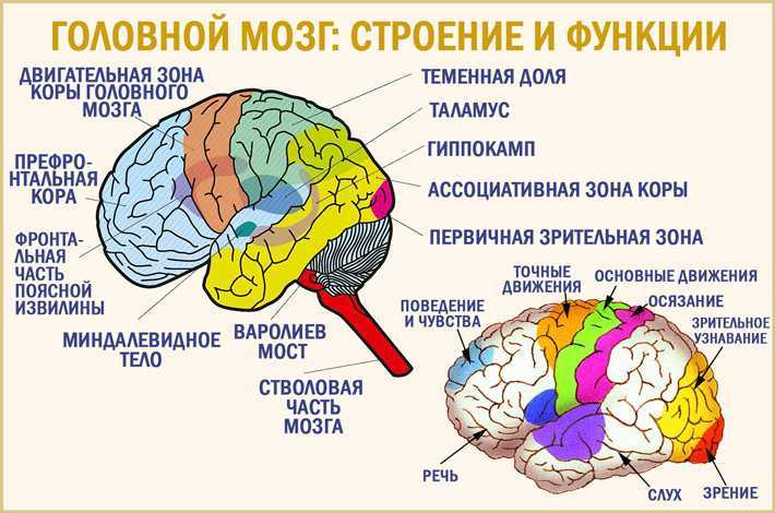 Отделы мозга и их функции рисунок с подписями