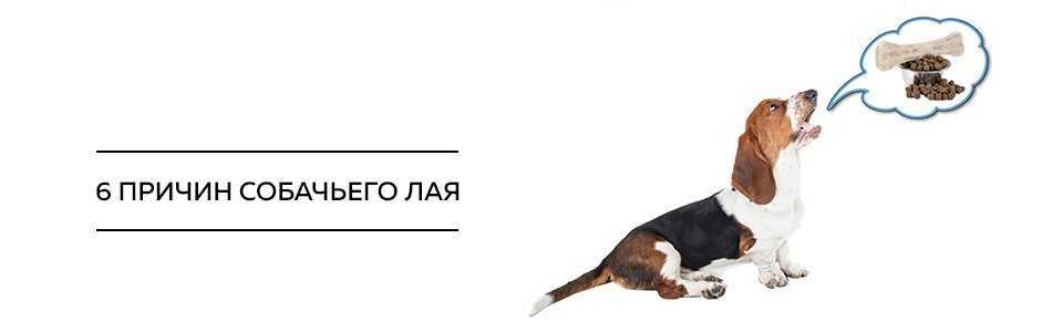 Если приснилась собака