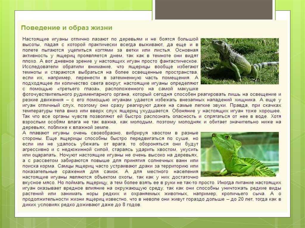 К чему снятся змеи? 3 толкования снов о змеях с точки зрения психологии ~ вольнодум