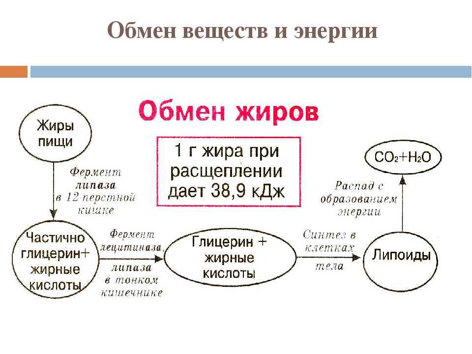 Почему я не худею, даже когда активно тренируюсь: 8 причин