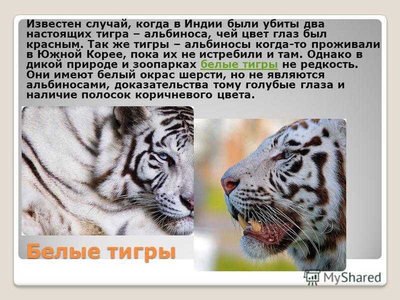К чему снится тигр. видеть во сне тигр - сонник дома солнца