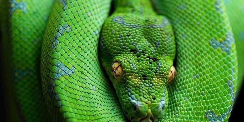 Зеленая змея во сне — все варианты толкований по сонникам