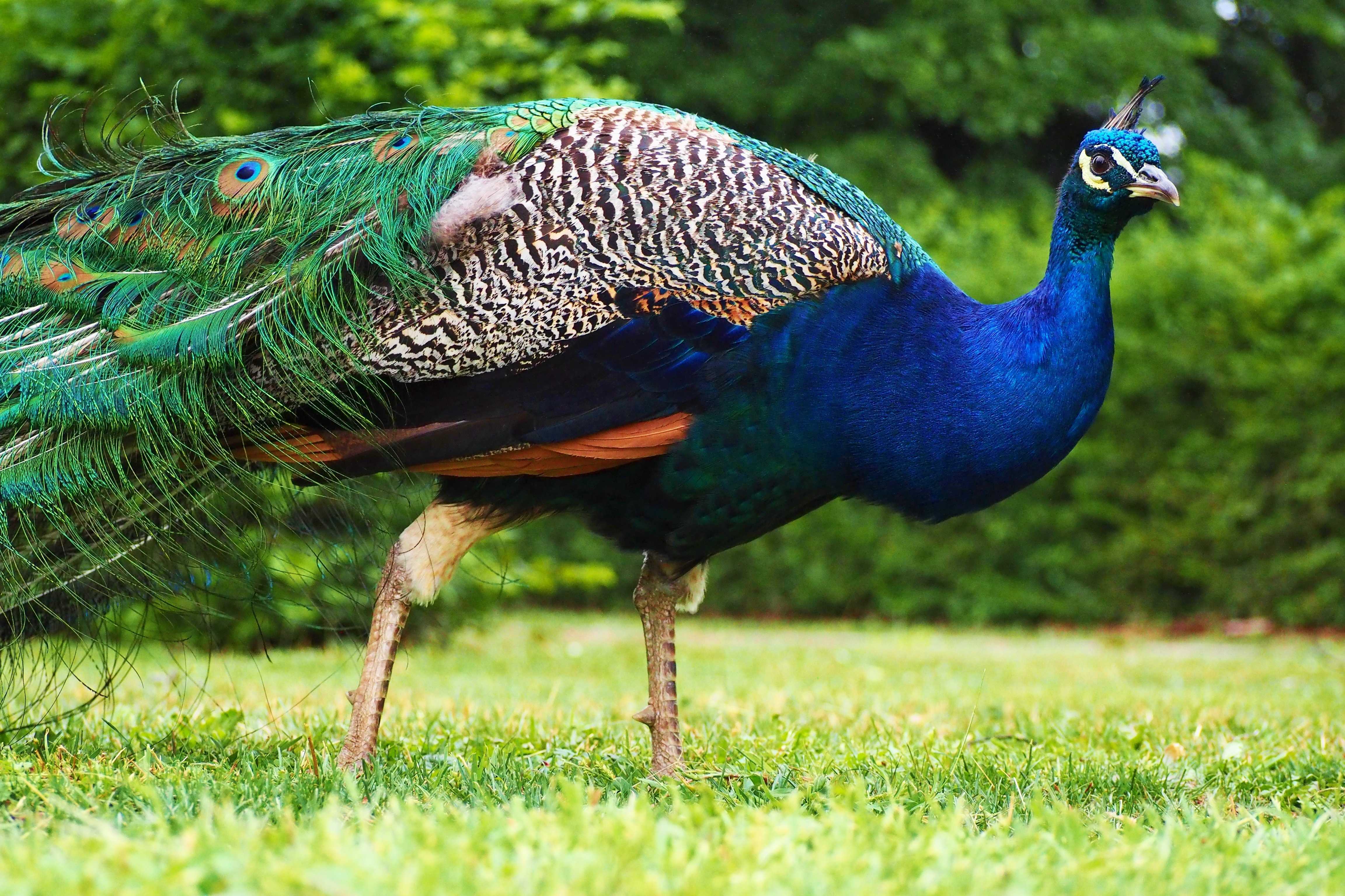 Peacock. Павлин и сорока Боден. Павлин в дикой природе. Павлин лапы. Дикий Павлин.