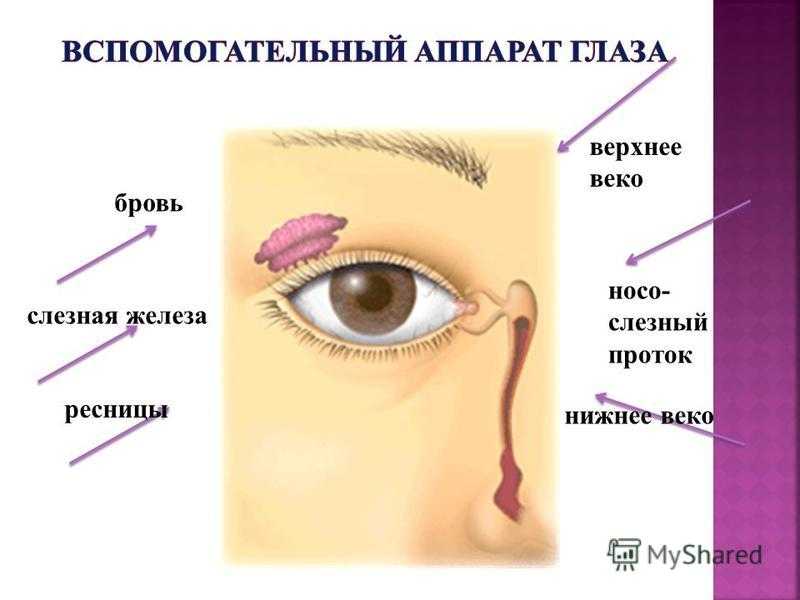 Причины подергивания глаза. Дёргается глаз нижнее веко. Дёргается глаз верхнее веко.
