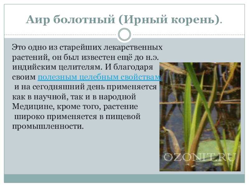 Аир болотный