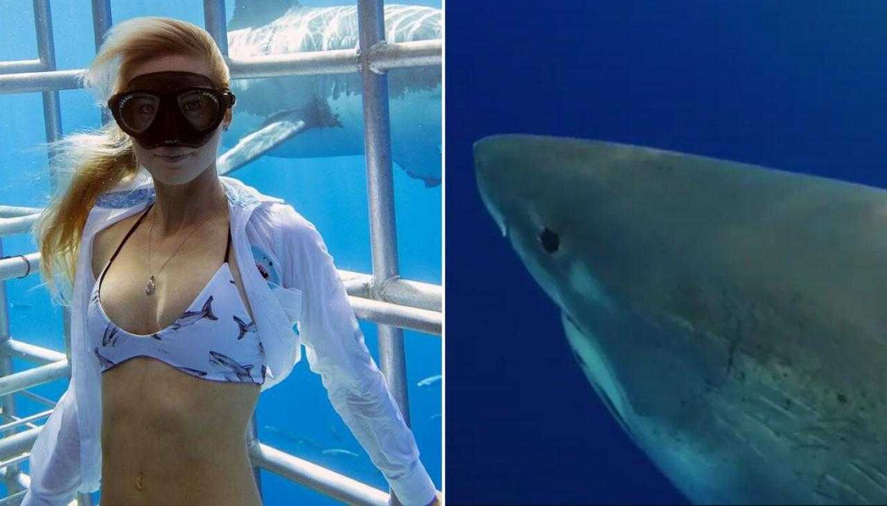 К чему снятся акулы в воде женщине. Оушен Рамси белая акула. Оушен Рамзи Заклинательница акул. Оушен Рамси Bikini. Оушен Рамзи.