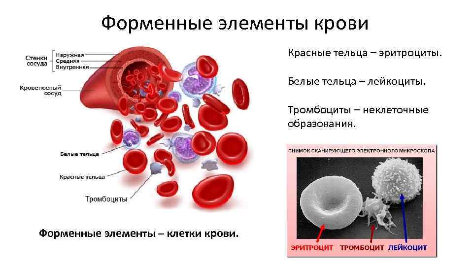 Эритроциты в крови рисунок