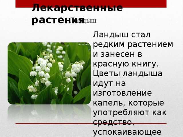 Сообщение на тему растение россии. Редкие лекарственные растения.