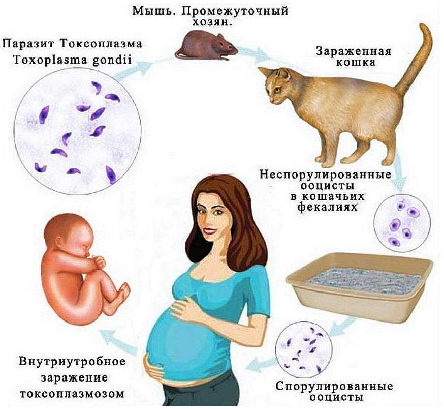 Схема лечения токсоплазмоза спирамицином