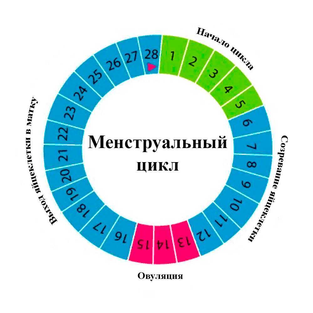 Женский цикл картинка