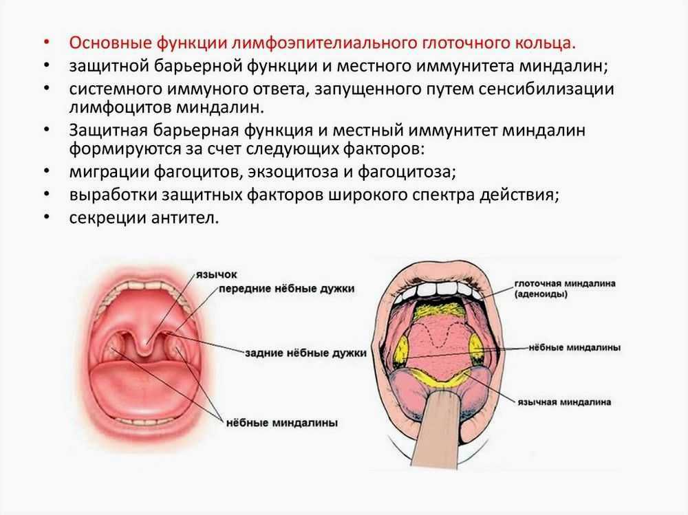 Лечение рака миндалин по современным технологиям
