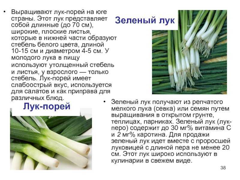 К чему снится лук: зелёный, репчатый. сонник миллера
