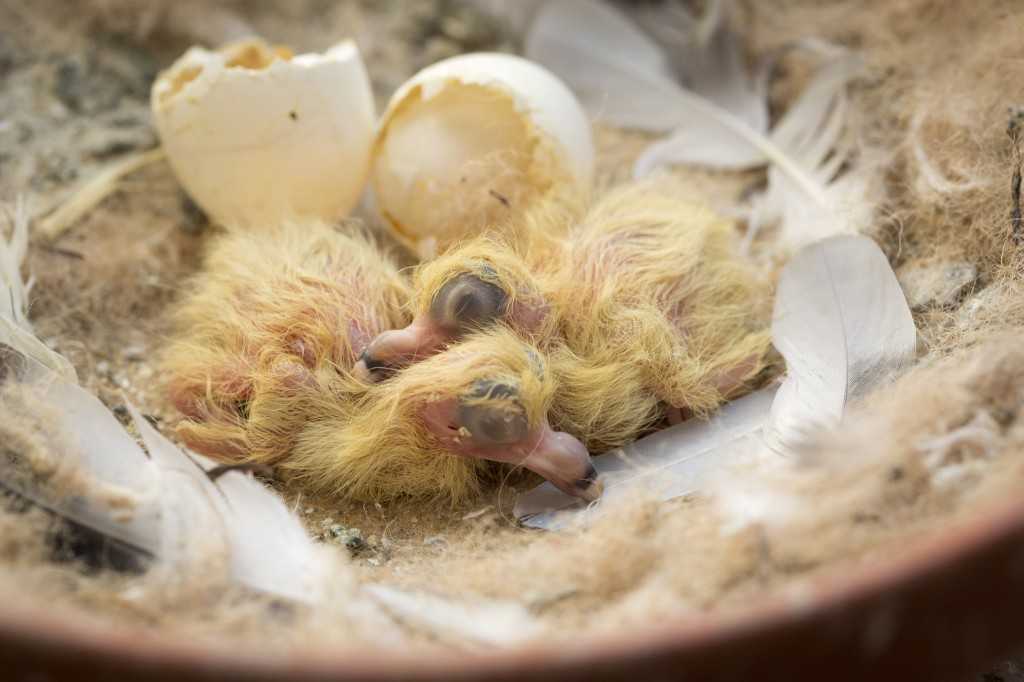 К чему снятся цыплята - топ 40 толкований сна по сонникам: что означает видеть желтых, черных или разноцветных птенцов курицы