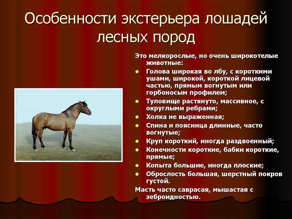Основные признаки породы. Особенности лошадей. Общая характеристика лошади. Оценка экстерьера лошади. Породы лошадей особенности.