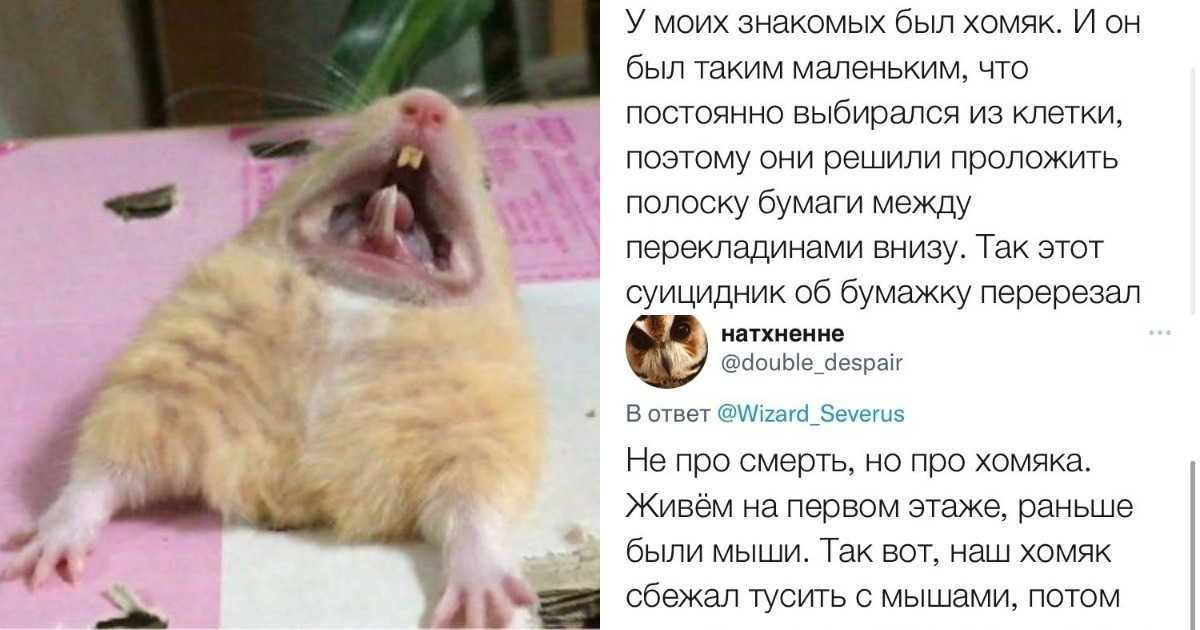 Снится хомяк к чему - хомяки к чему снятся