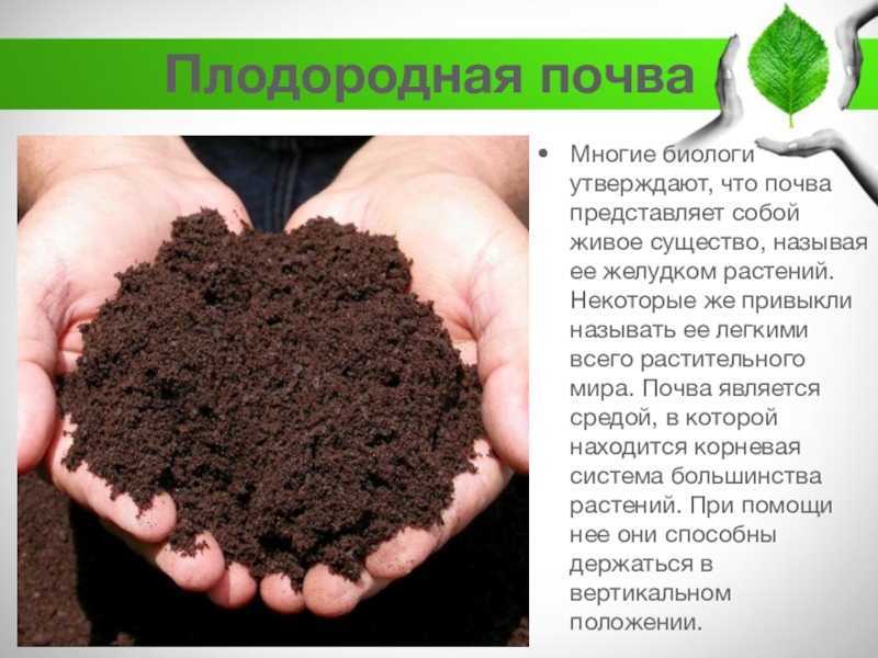 Где живет почва. Почва. Почва презентация. Презентация на тему почва. Презентация на тему почва в России.