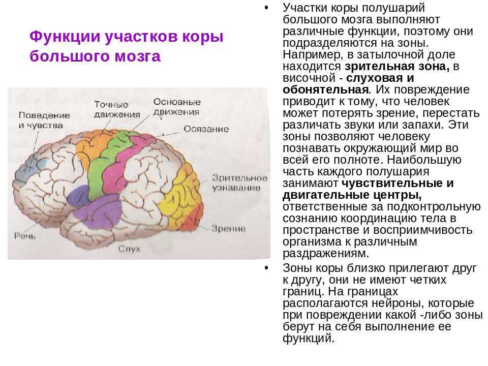 Центры разные. Функции отделов головного мозга кора больших полушарий. Функциональные зоны и доли коры головного мозга. Локализация функций в коре больших полушарий головного мозга. Доли коры, функциональные зоны коры..