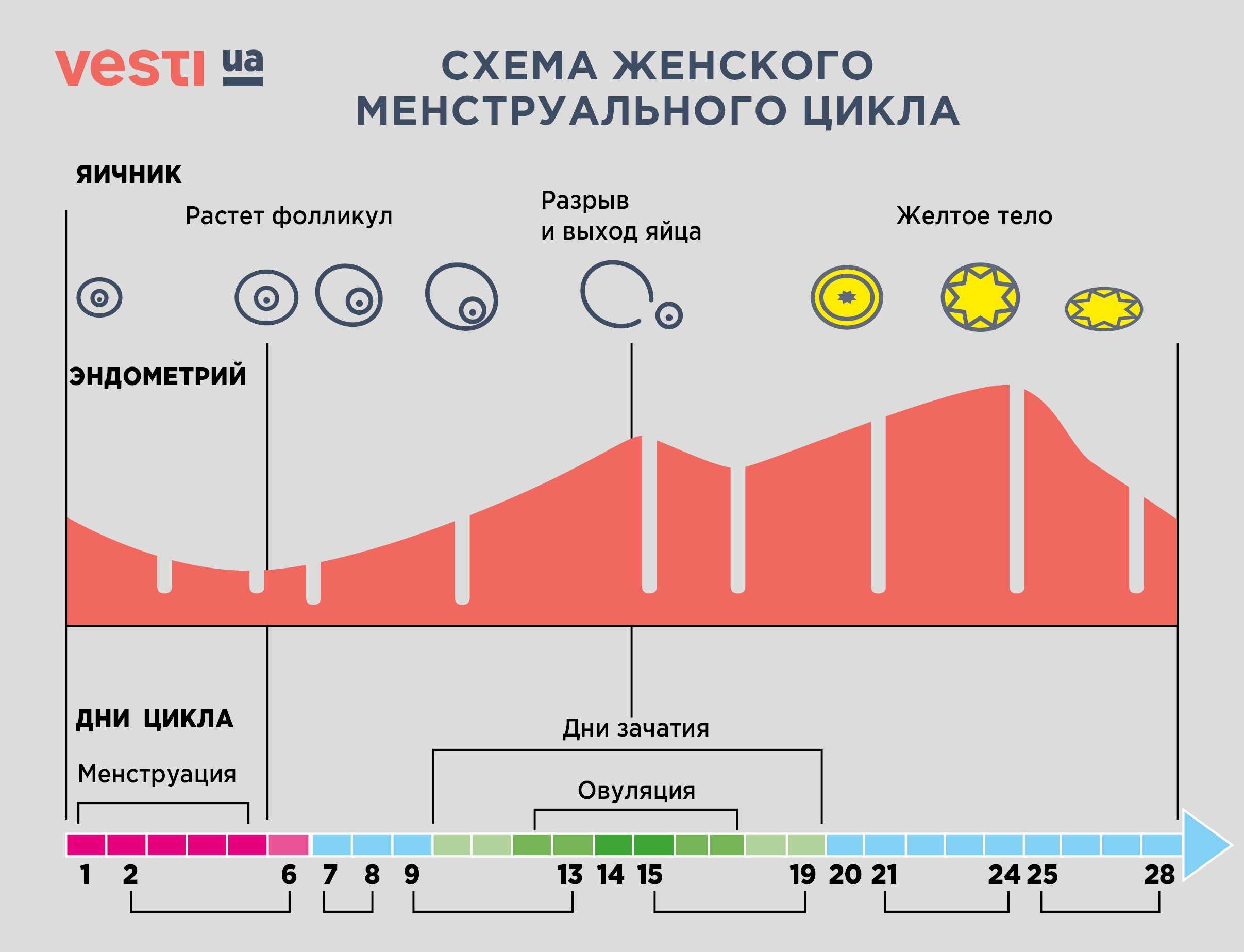 на какой день цикла начинает болеть грудь перед месячными фото 50