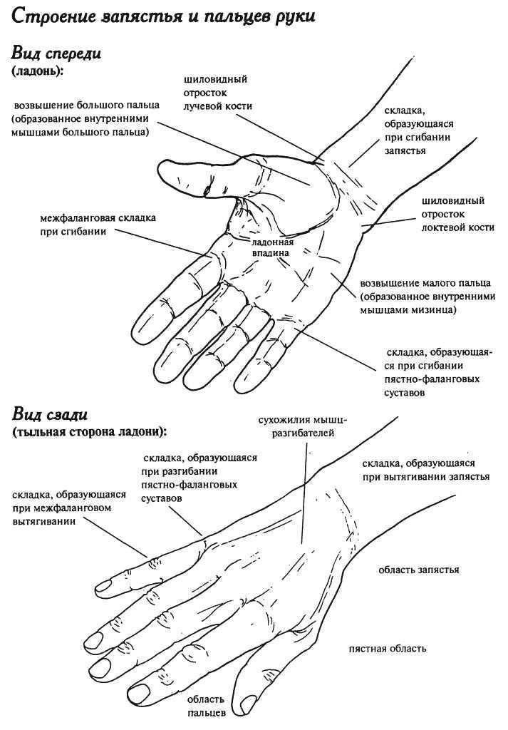 Сильно болят пальцы рук что делать. Основание большого пальца руки. Лучезапястный сустав кисти. Болит тыльная сторона запястья.