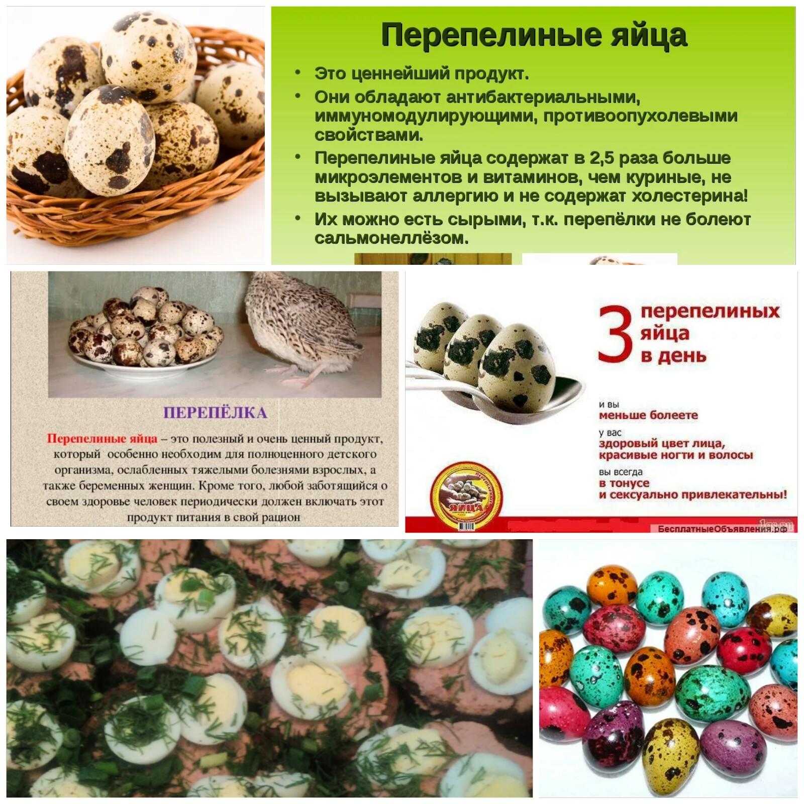 Перепелиные яйца: польза и вред, как употреблять для мужчин, женщин, сырые