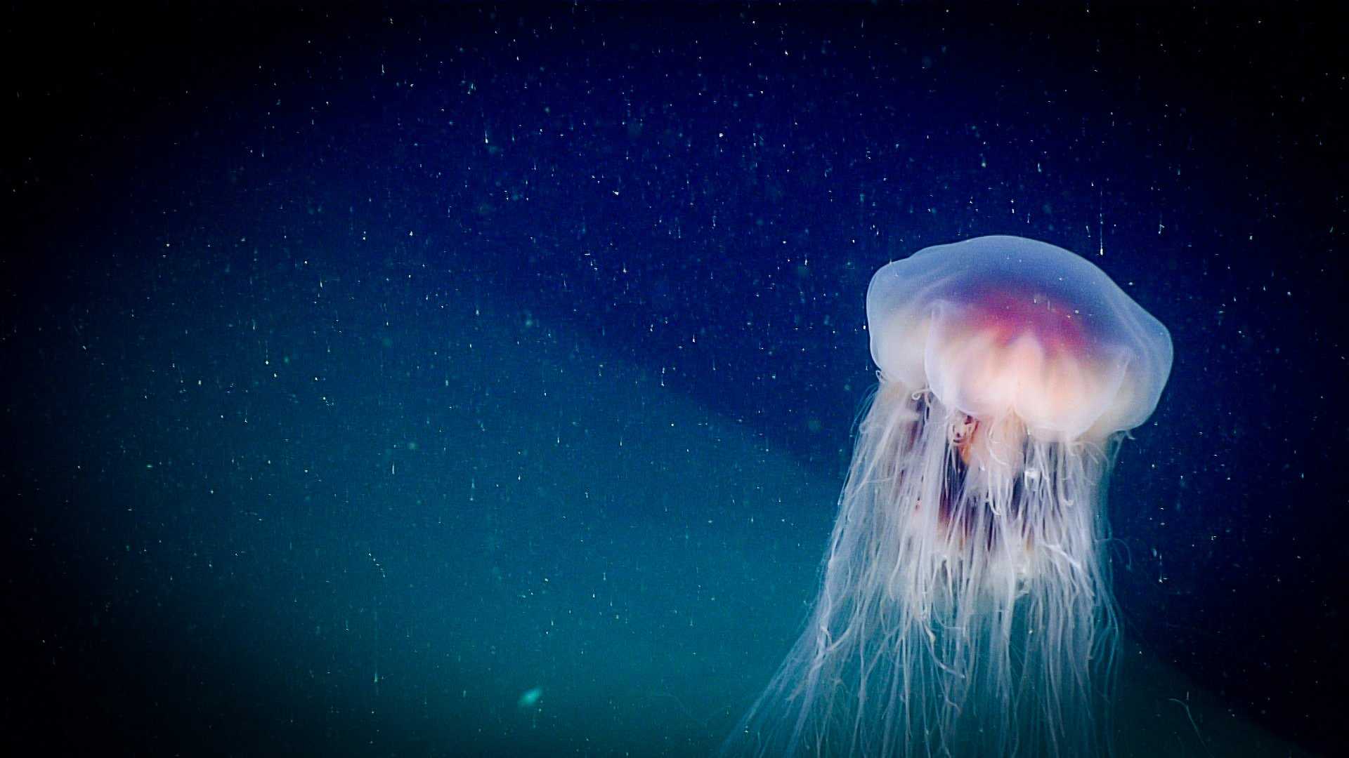 Медуза cyanea lamarckii