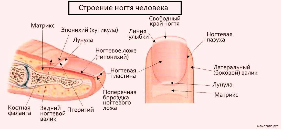 Вросший ноготь. причины. способы коррекции