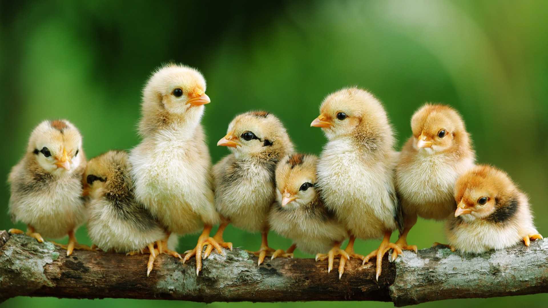 К чему снятся маленькие цыплята: полное толкование всех вариантов