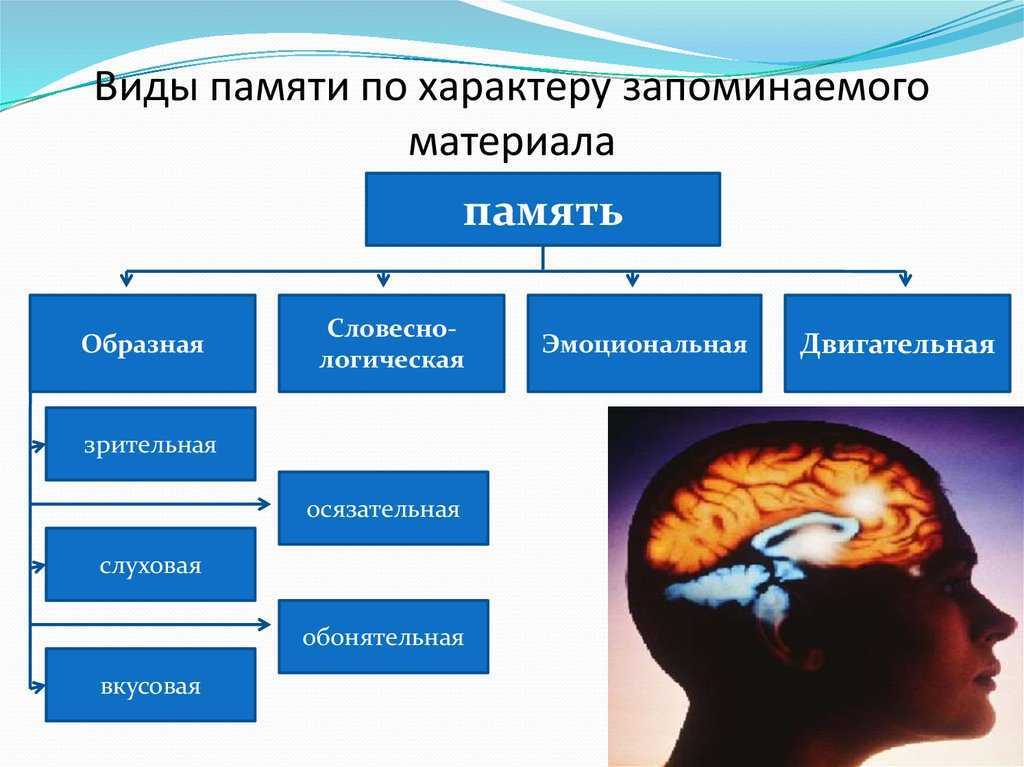 Картинки виды памяти человека