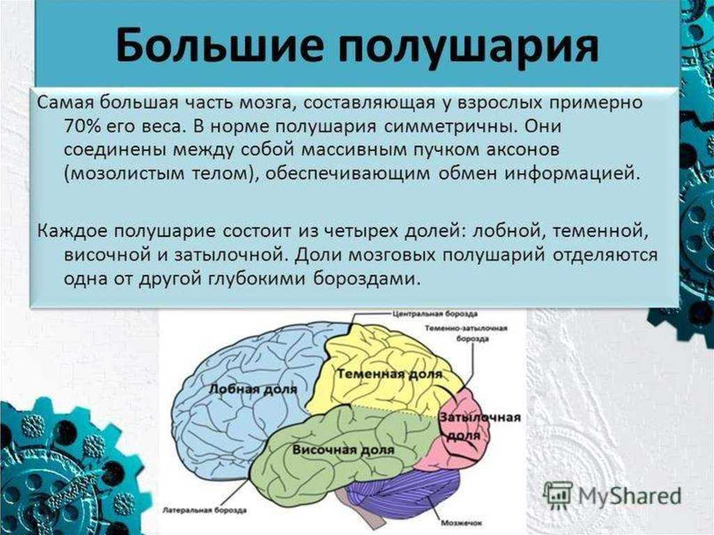 Проект мозг человека