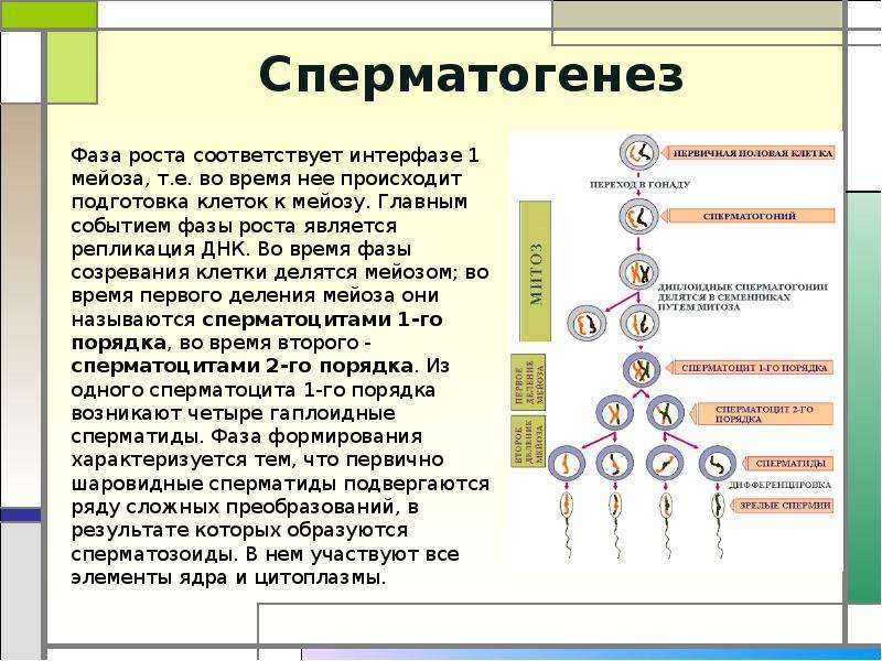 4 этапа сперматогенеза. Фаза созревания сперматогенеза. Фаза деления сперматогенеза. 4 Фазы сперматогенеза. Период созревания сперматогенез.