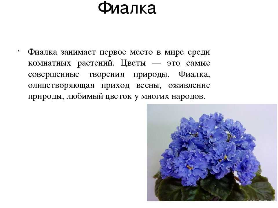 Фиалки по соннику