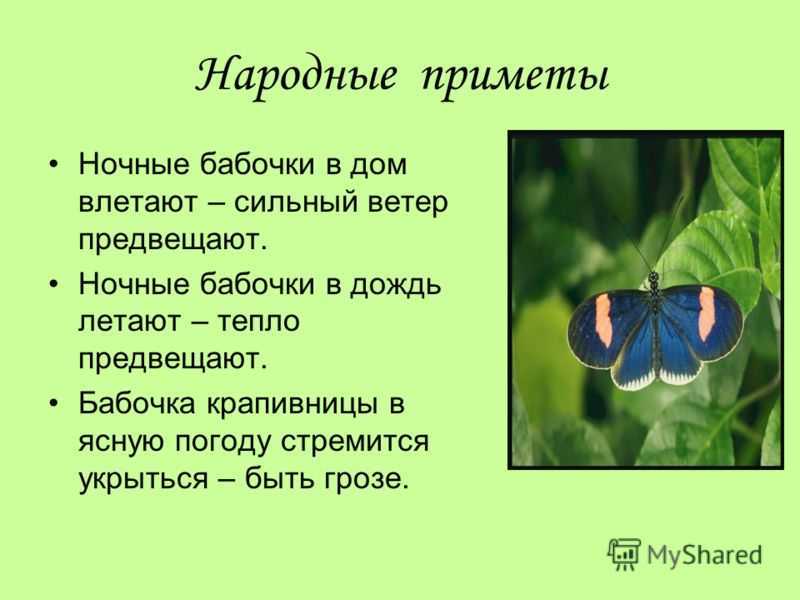 Эффект бабочки − что значит термин: описание простыми словами, примеры из жизни