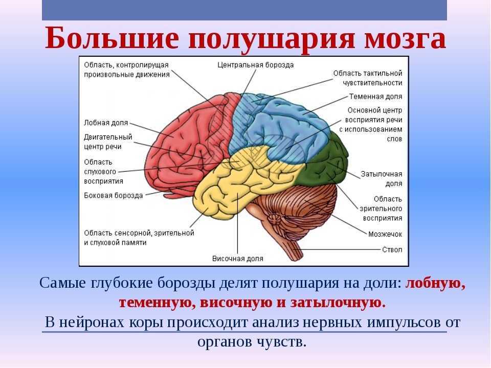 Рисунок мозга с обозначениями