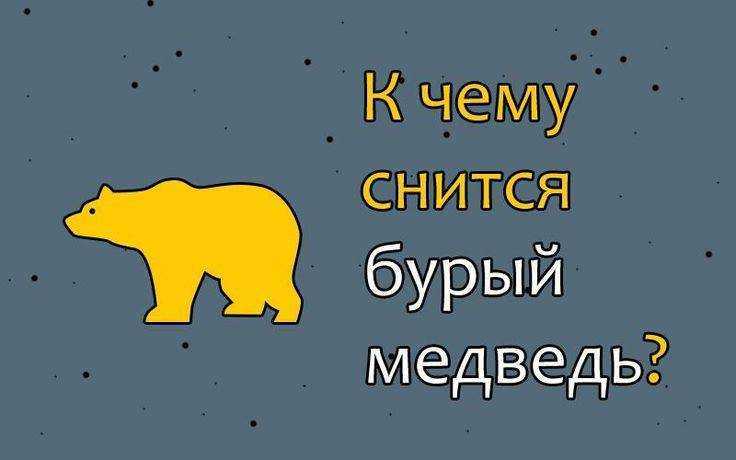 К чему снится бурый медведь: большой, спящий, бешенный, с медвежатами, в доме, лесу, воде, цирке, нападает, убегать, кормить, охотиться