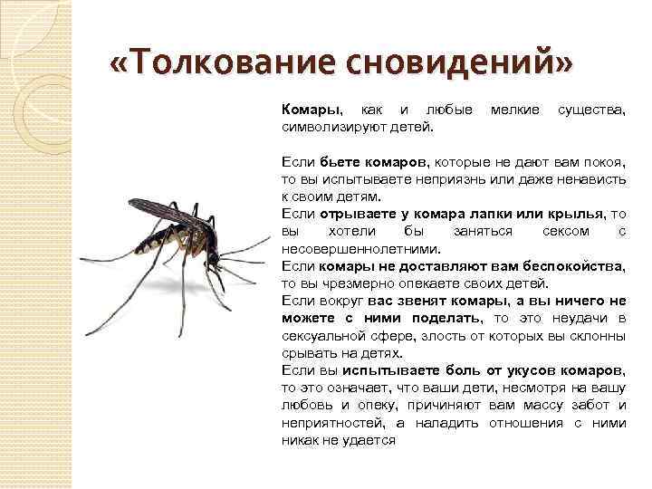 К чему снятся мухи — что означает сон про насекомых