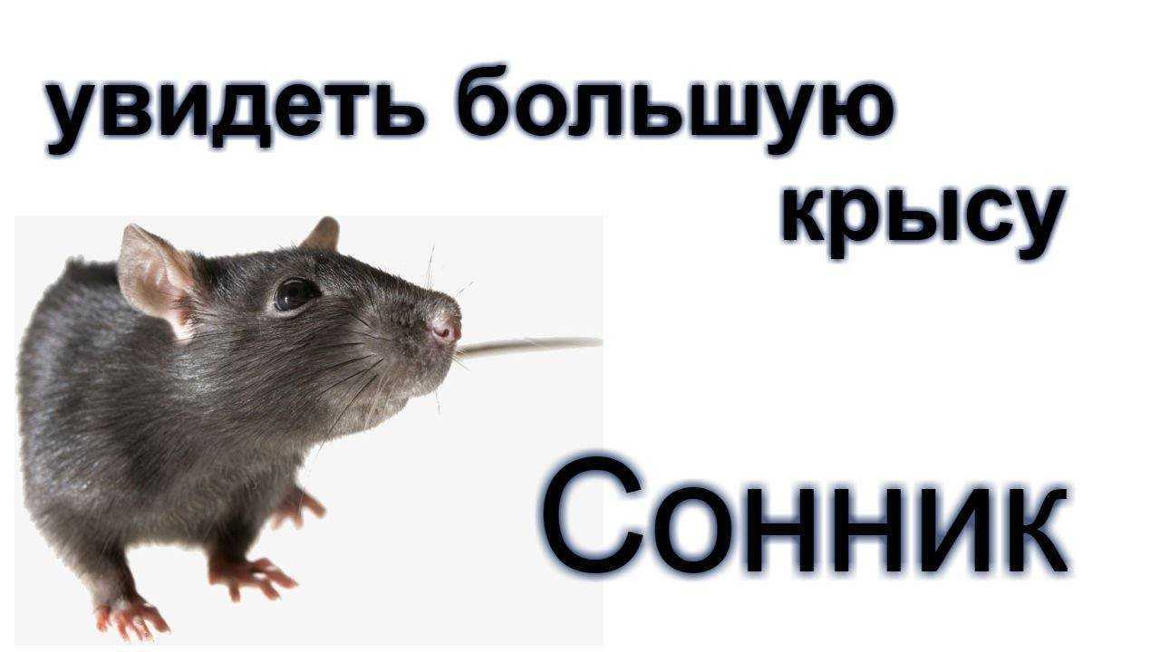 Сонник видеть мышей. К чему снятся крысы. Крыса во сне к чему снится. Приснилась крыса большая. Сонник: видеть во сне большую крысу (мышь) толкование снов.