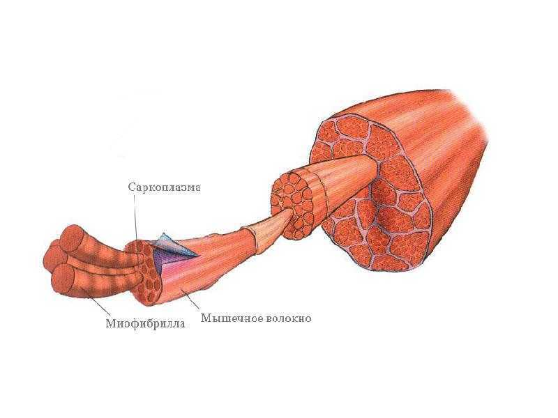 Мышечные волокна рисунок