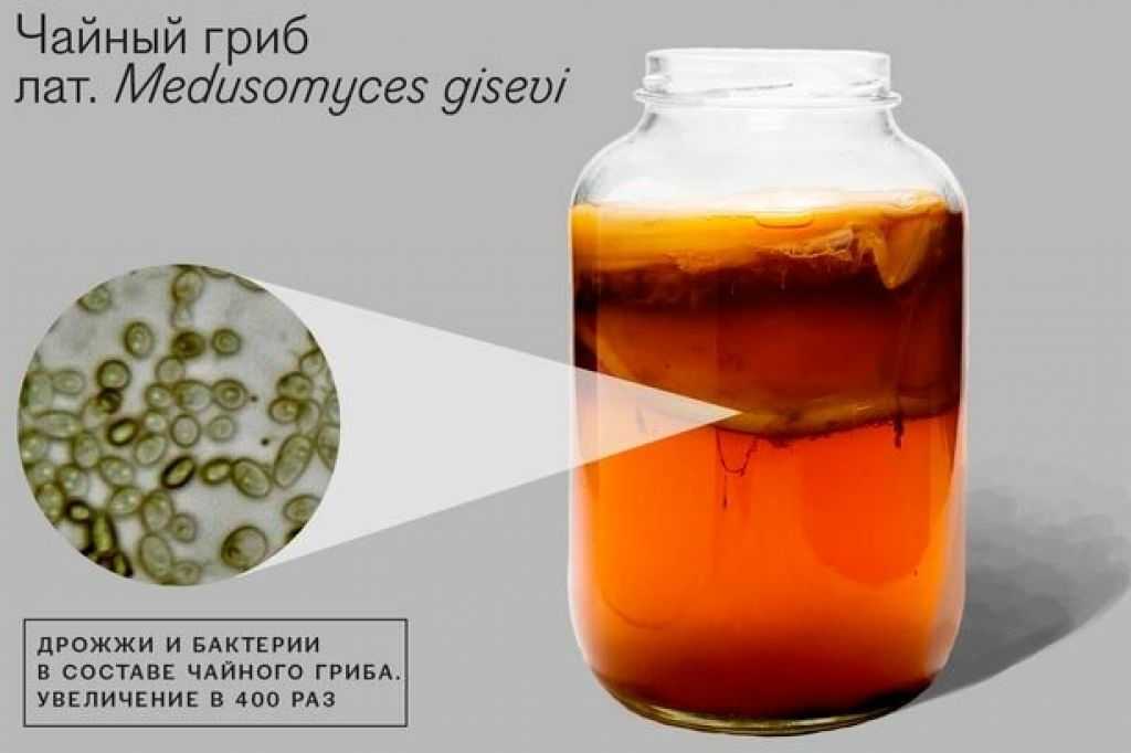 Чайный гриб для похудения