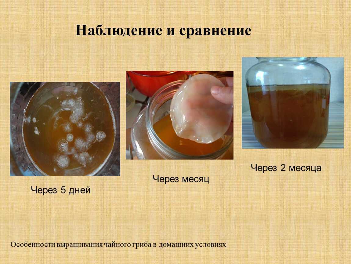 Как промыть чайный гриб